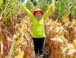Cerita Petani Jagung Malang Tingkatkan Hasil Panen dengan Agrosolution
