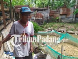 3 Berita Populer Padang: Kekeringan Hancurkan Panen, Bantuan Air Bersih, dan Tutup Buka Sitinjau