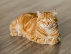 5 alasan kucing tidak mengejar tikus, apakah insting liar mereka hilang?