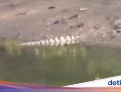 Keberadaan Buaya di Manado Membuat Heboh, Terakhir Terlihat di Sunbae
