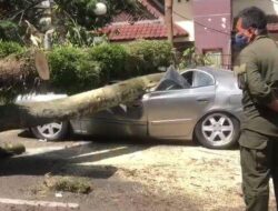 Detik-detik mencekam mobil rusak parah tertimpa pohon di Bengkulu