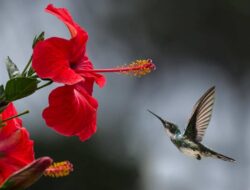 5 Alasan Burung Berkicau untuk Mencari Pasangan dan Berkomunikasi