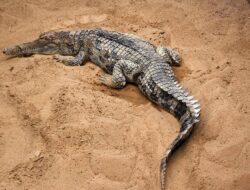 5 Fakta Menarik Buaya Senyulong, Sang Hewan Pemalu dengan Mulut Panjang